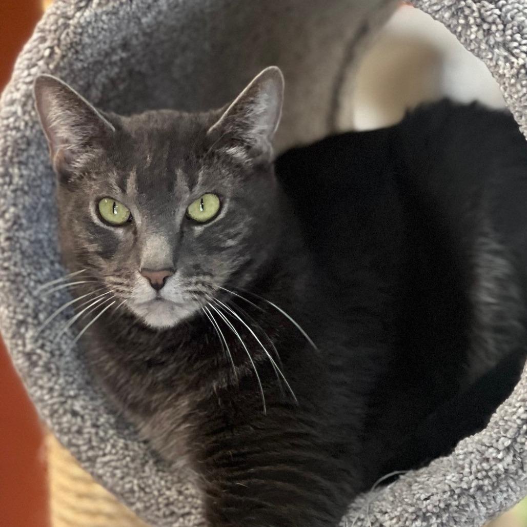 Enlarge Gonzo, a Adoptable Domestic Short Hair in Sarasota, FL image 5/6
