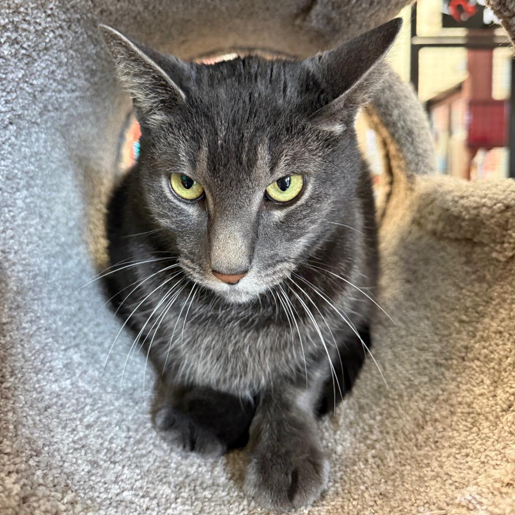 Enlarge Gonzo, a Adoptable Domestic Short Hair in Sarasota, FL image 6/6