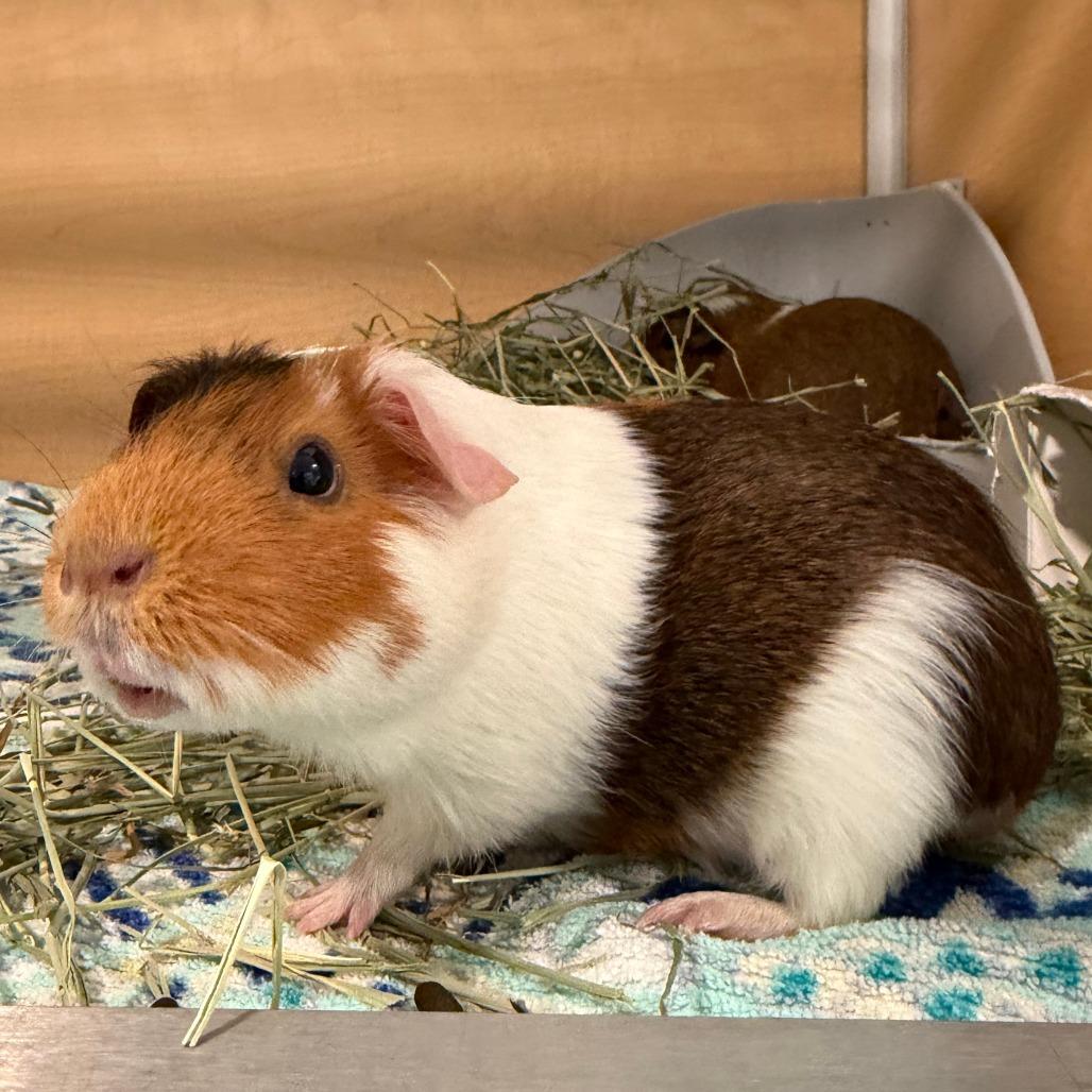 Miley, Adoptable, Adult Female Guinea Pig.
