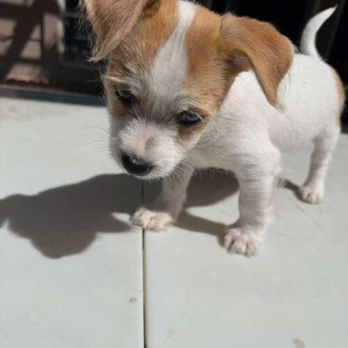 Beau, Adoptable, Puppy Male Jack Russell Terrier & Mixed Breed.