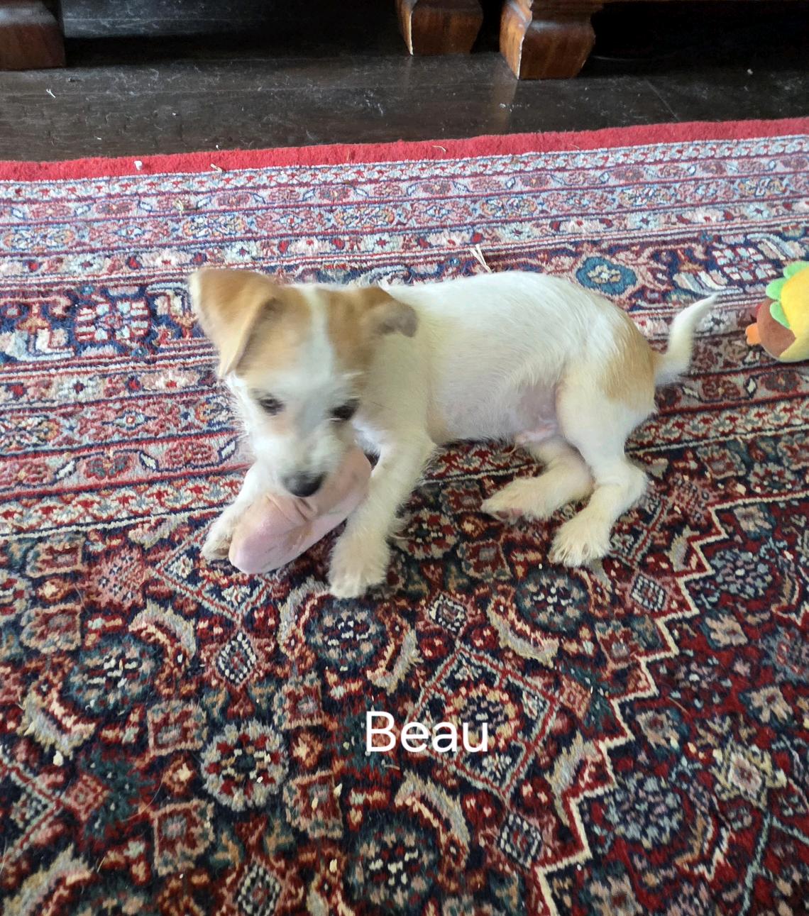 Beau, a Adoptable mixed breed in Broken Arrow, OK image 2/5