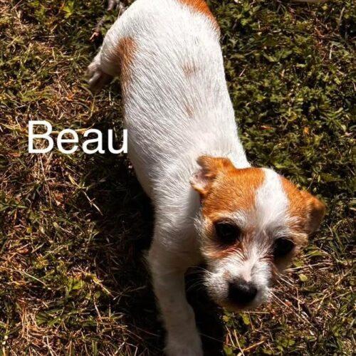 Beau, a Adoptable mixed breed in Broken Arrow, OK image 3/5
