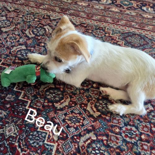 Beau, a Adoptable mixed breed in Broken Arrow, OK image 4/5