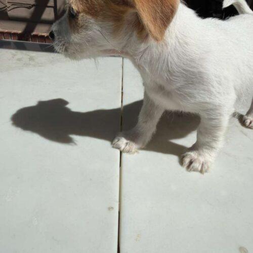 Beau, a Adoptable mixed breed in Broken Arrow, OK image 5/5