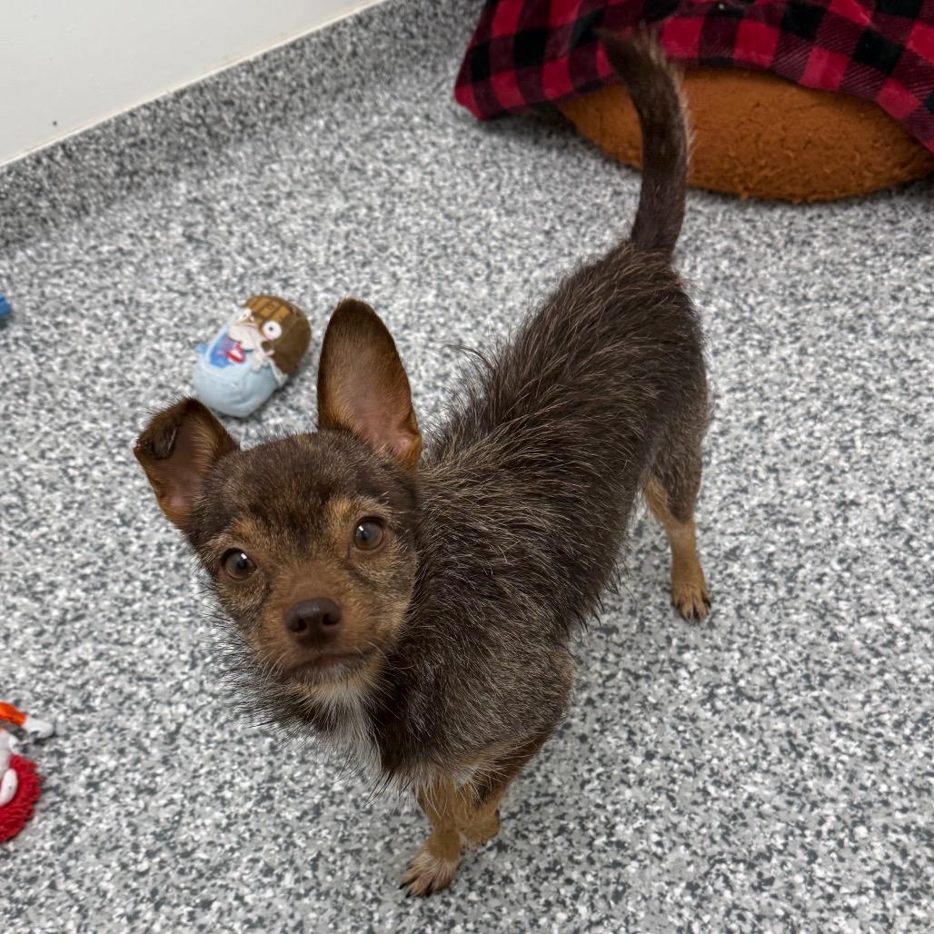 Enlarge Habanero, a Adoptable mixed breed in Brookfield, WI image 1/3