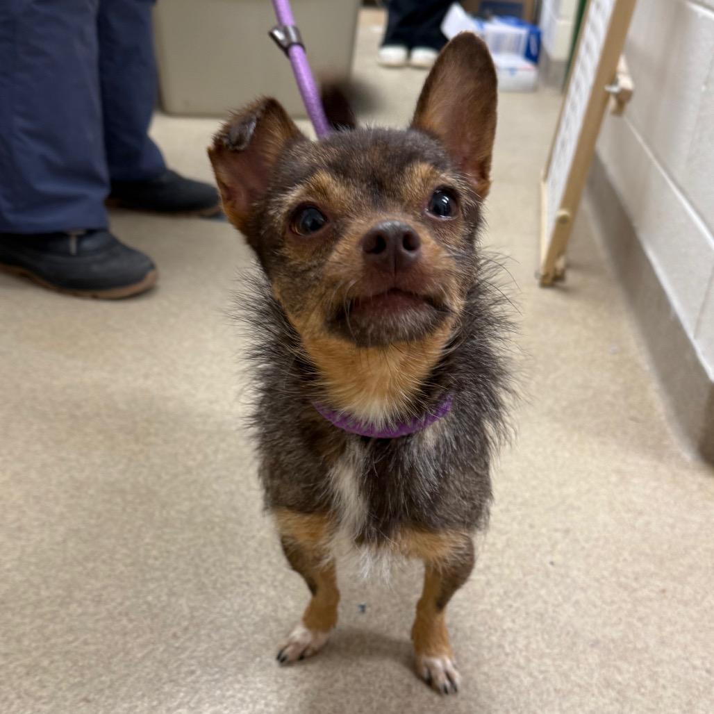 Enlarge Habanero, a Adoptable mixed breed in Brookfield, WI image 2/3