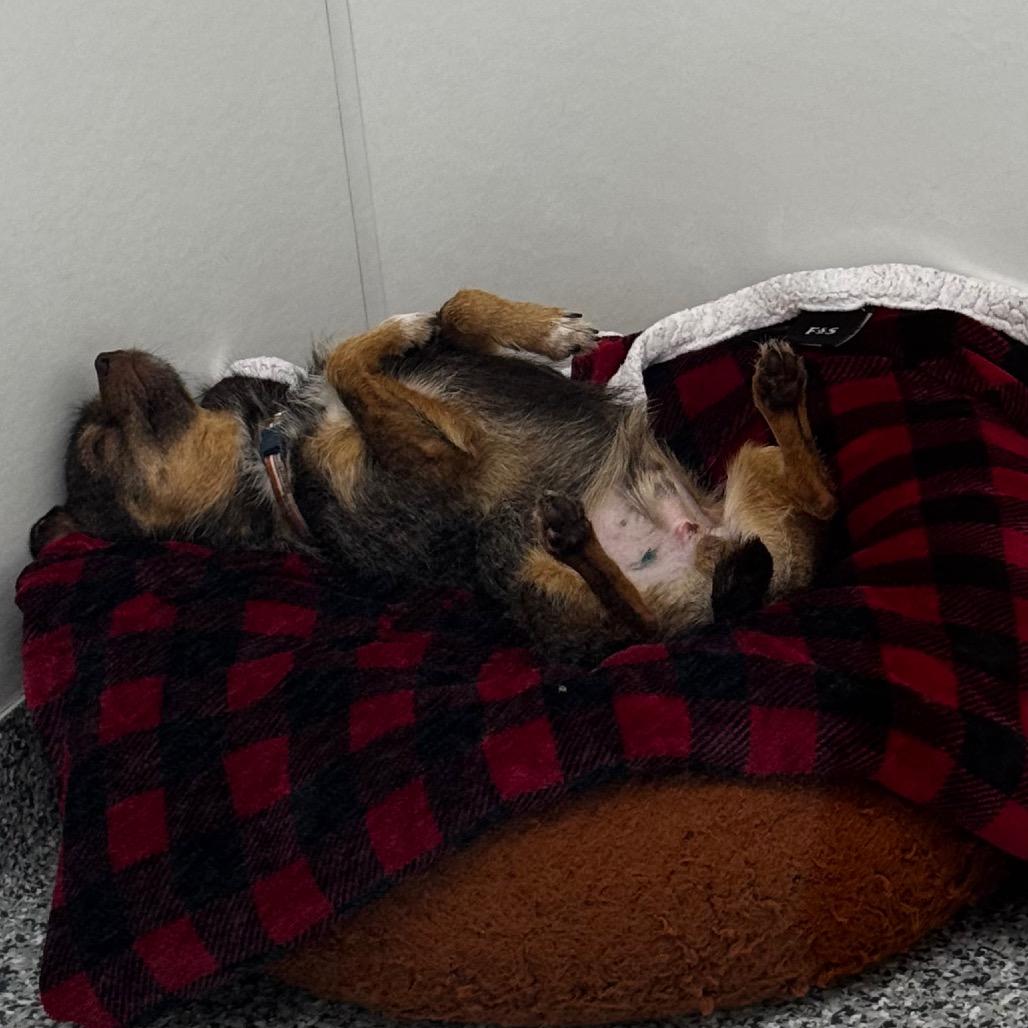 Enlarge Habanero, a Adoptable mixed breed in Brookfield, WI image 3/3