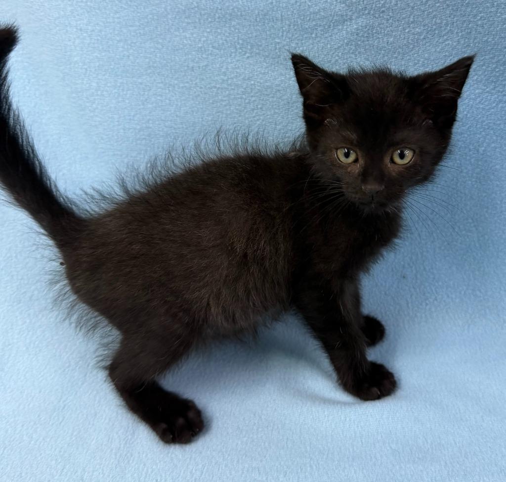 Voodoo, Adoptable, Kitten Male Domestic Short Hair.