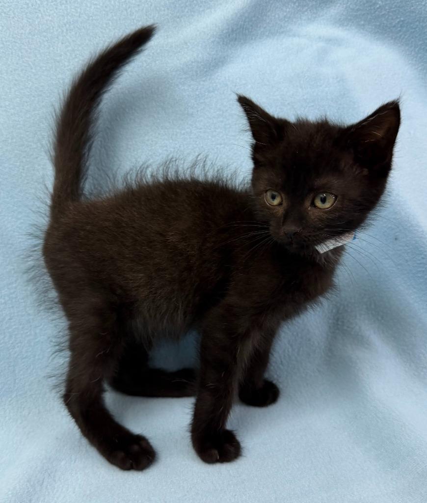 Enlarge Voodoo, a Adoptable mixed breed in Lagrange, IN image 2/4