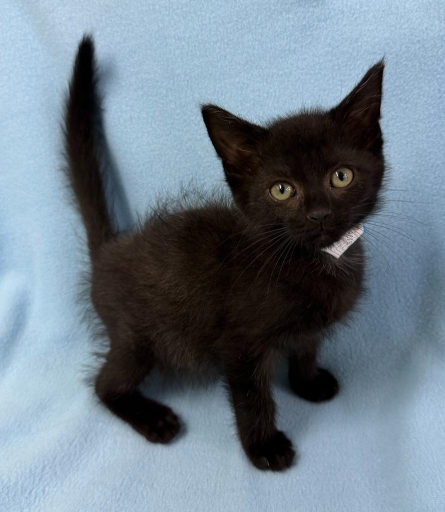 Enlarge Voodoo, a Adoptable mixed breed in Lagrange, IN image 3/4