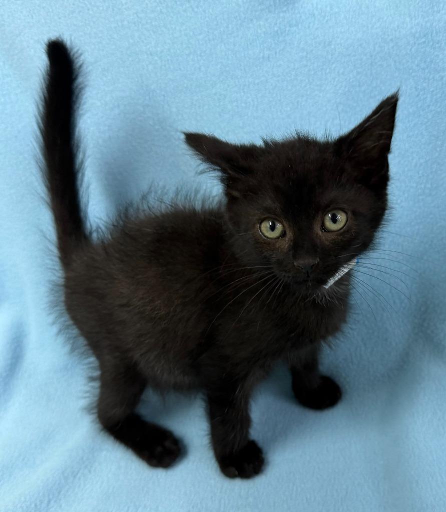 Enlarge Voodoo, a Adoptable mixed breed in Lagrange, IN image 4/4