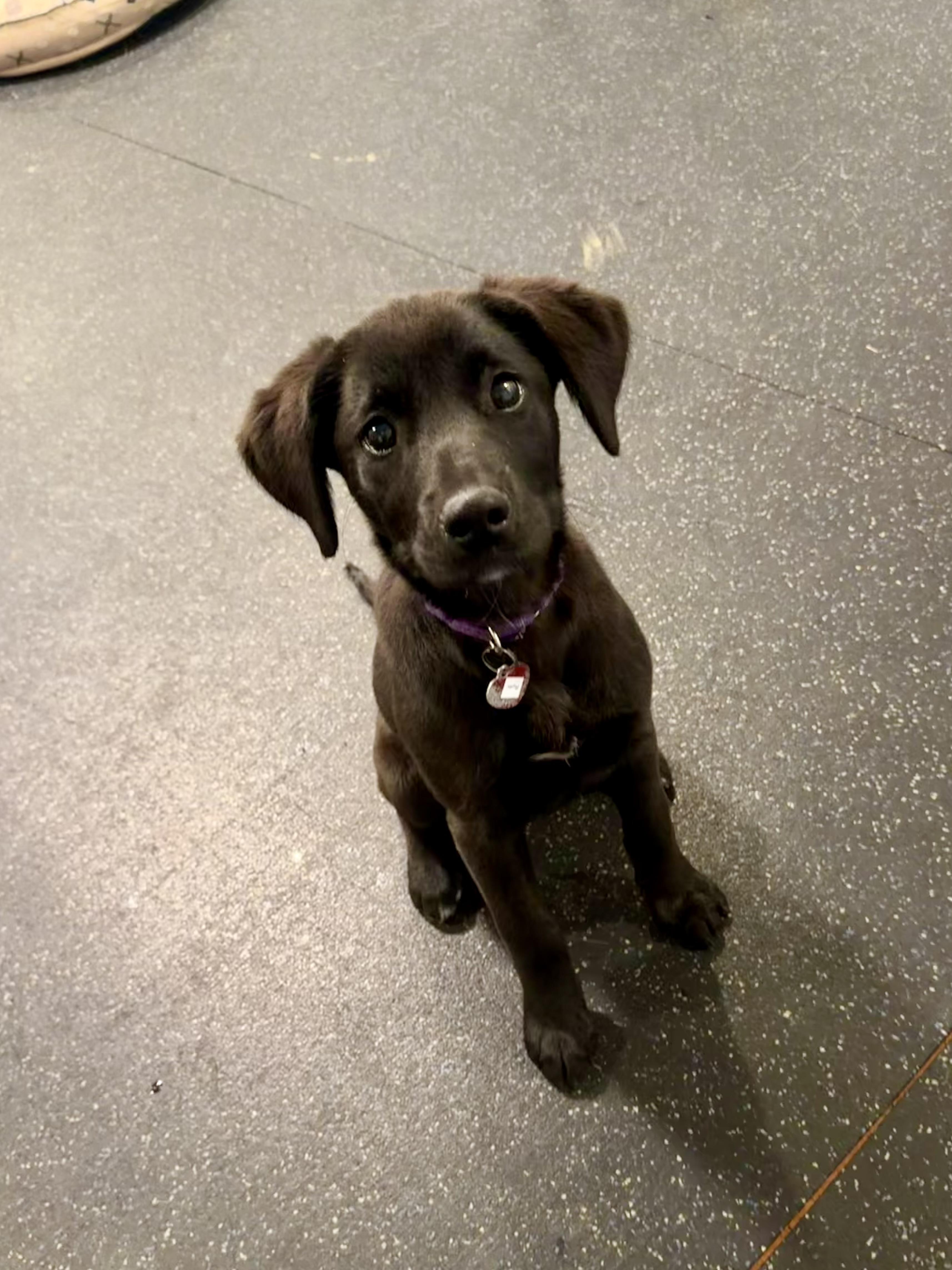 Enlarge Rumi, an adoptable mixed breed in Uxbridge, MA image 2/3