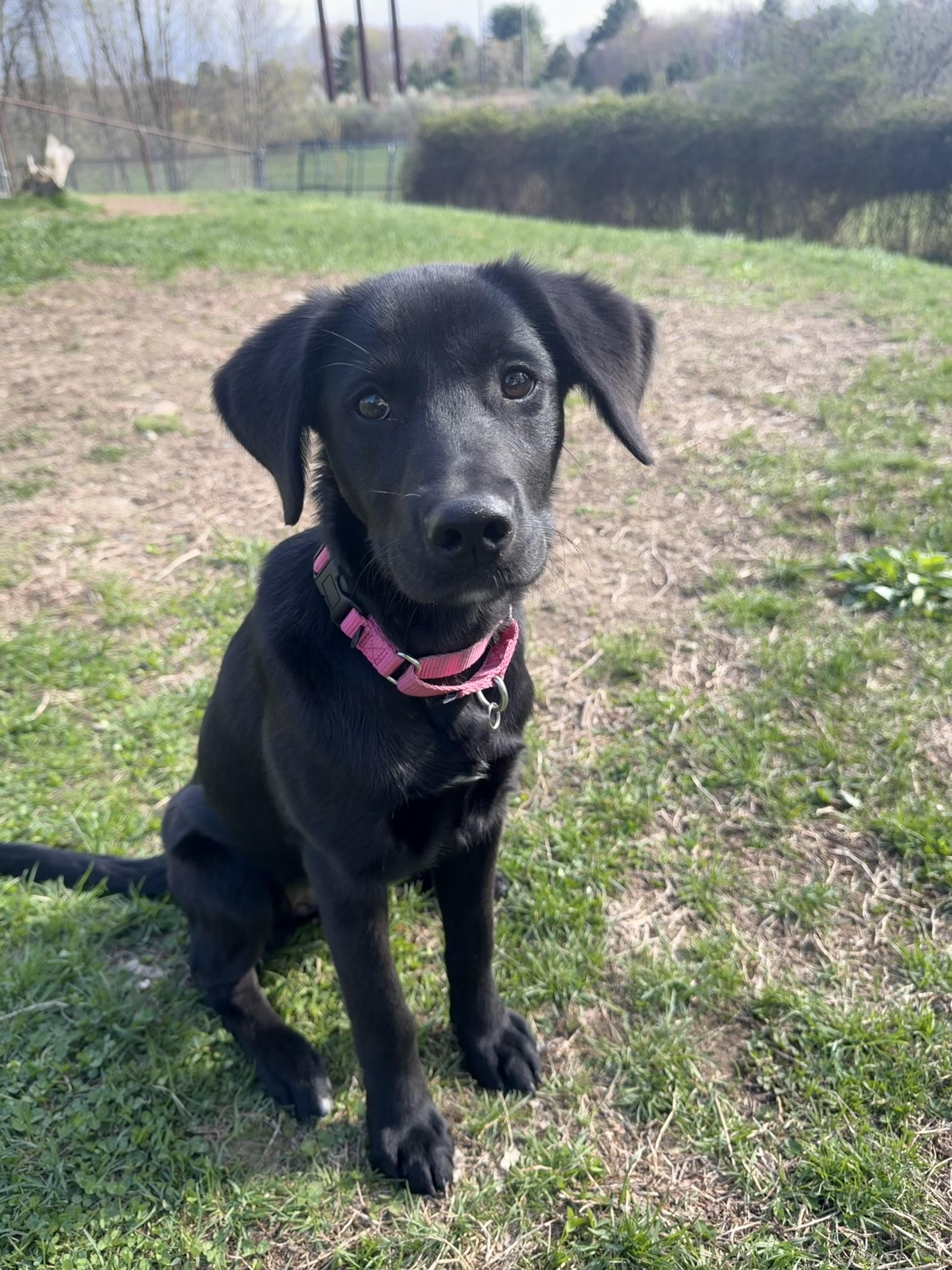 Rumi, adoptable, Puppy Female Black Labrador Retriever.