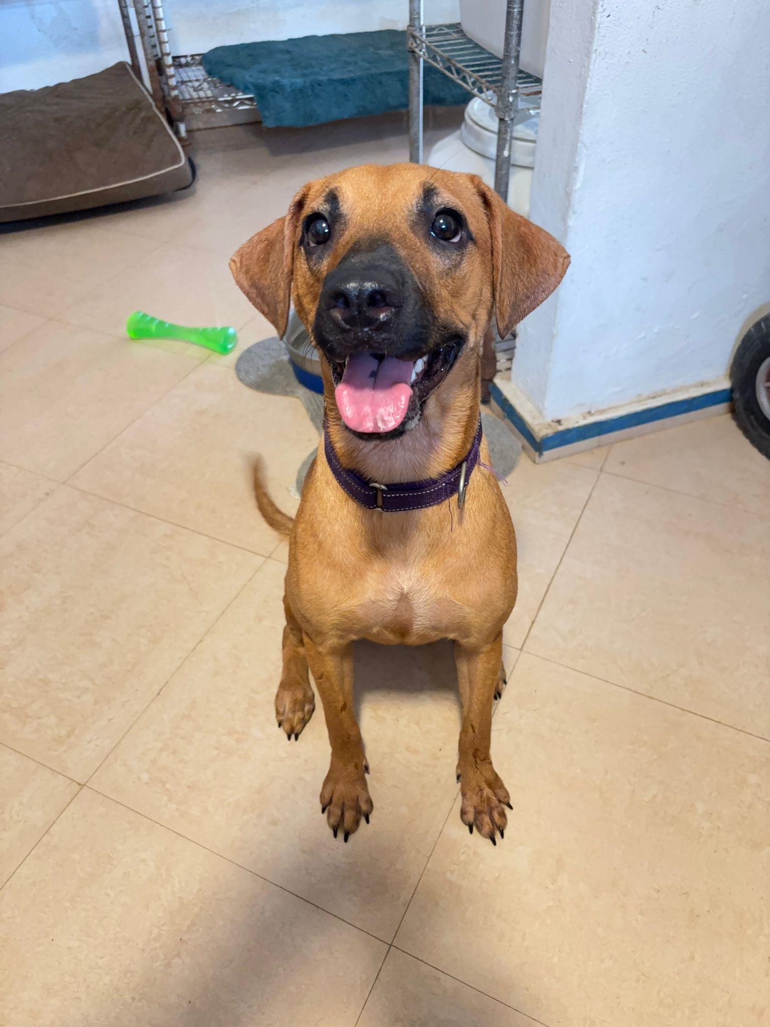 Maya, Adoptable, Young Female Mixed Breed.