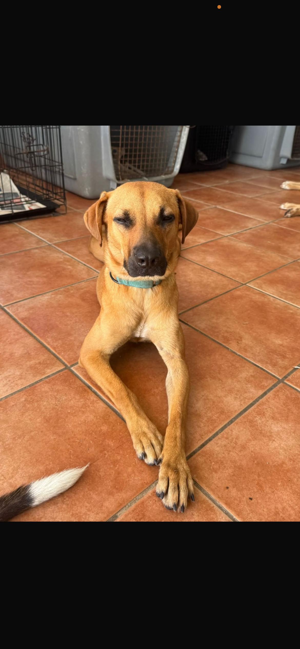 Maya, Adoptable, Young Female Mixed Breed.
