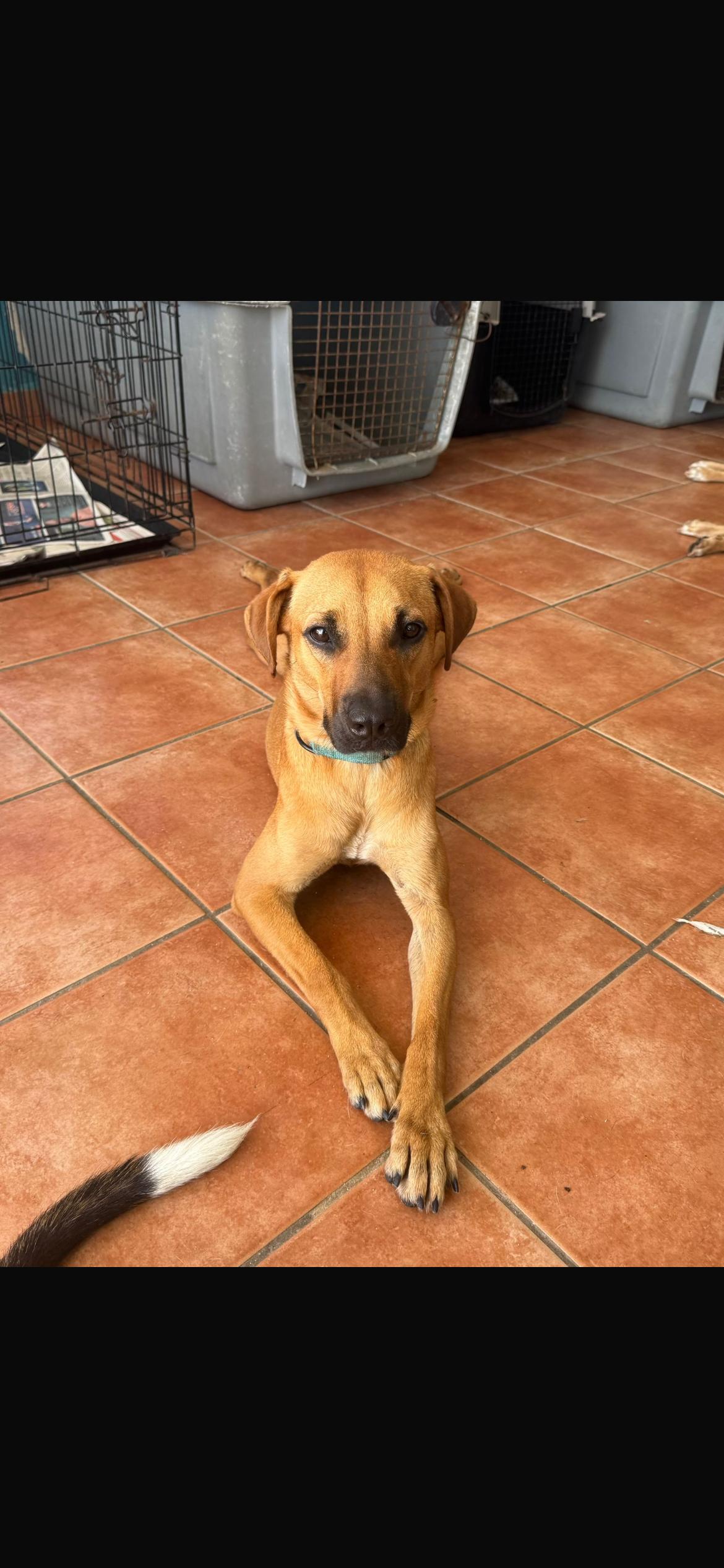 Maya, a Adoptable Mixed Breed in Loiza, PR image 1/3