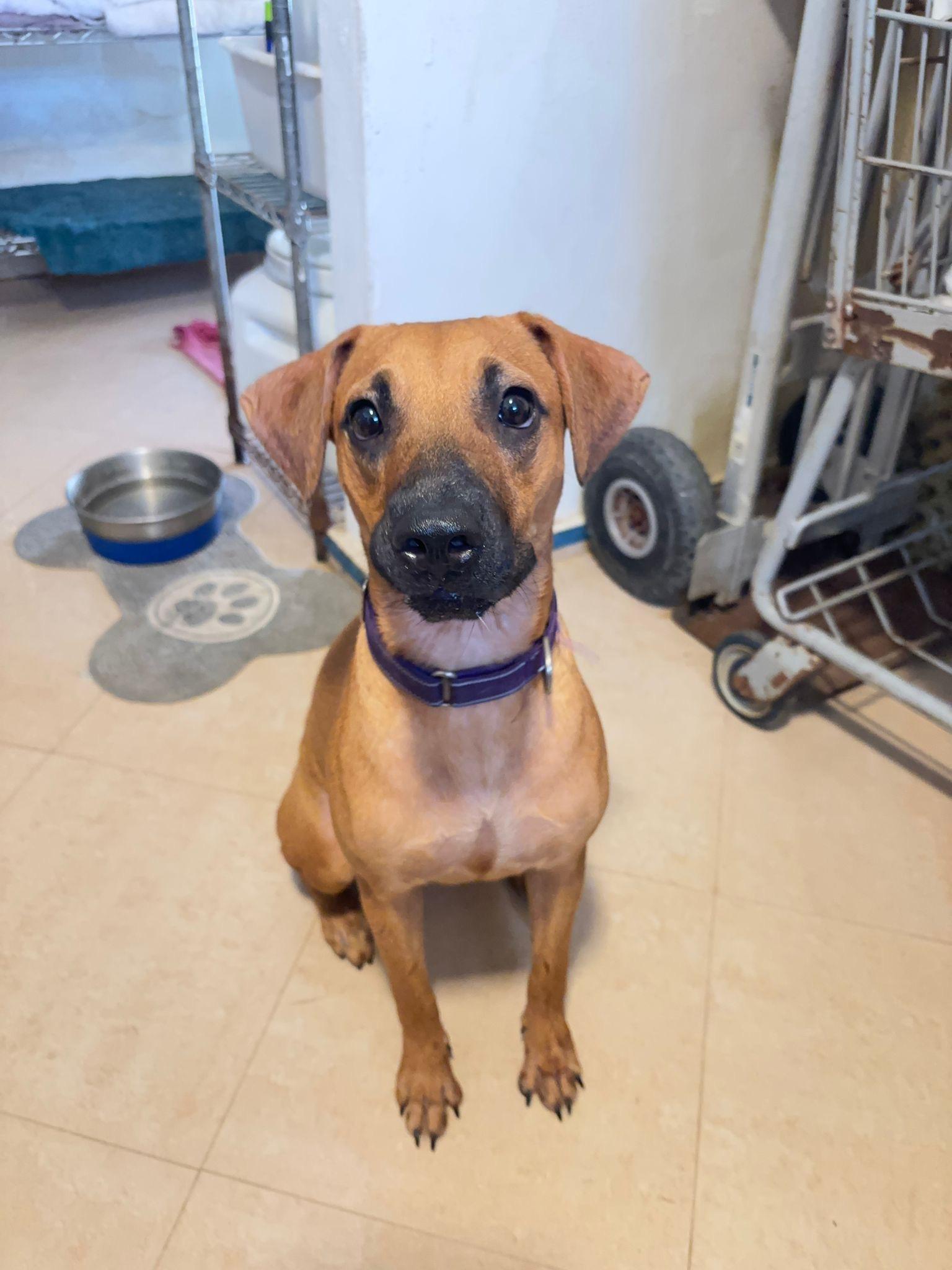 Maya, a Adoptable Mixed Breed in Loiza, PR image 2/3