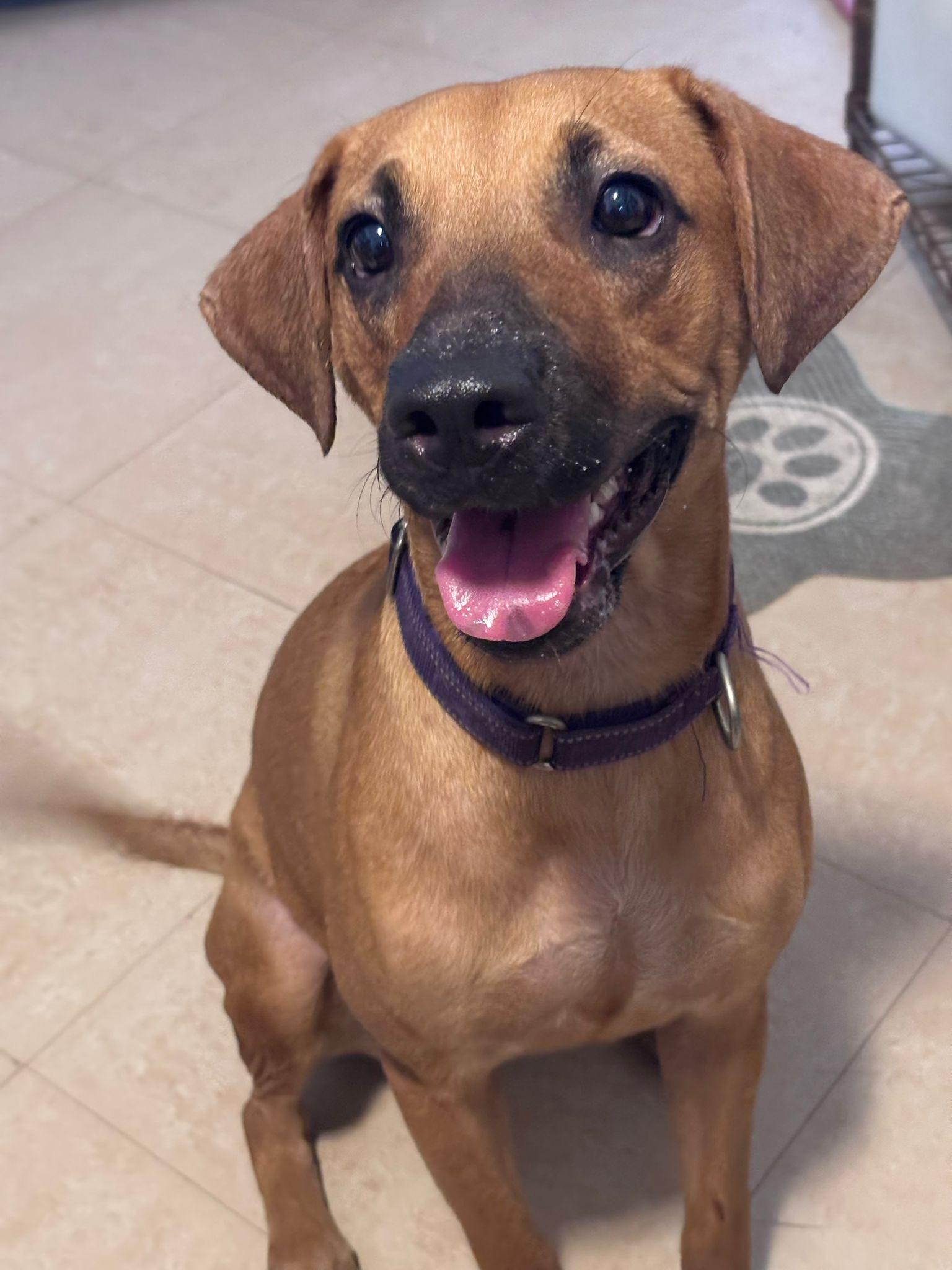 Maya, a Adoptable Mixed Breed in Loiza, PR image 3/3