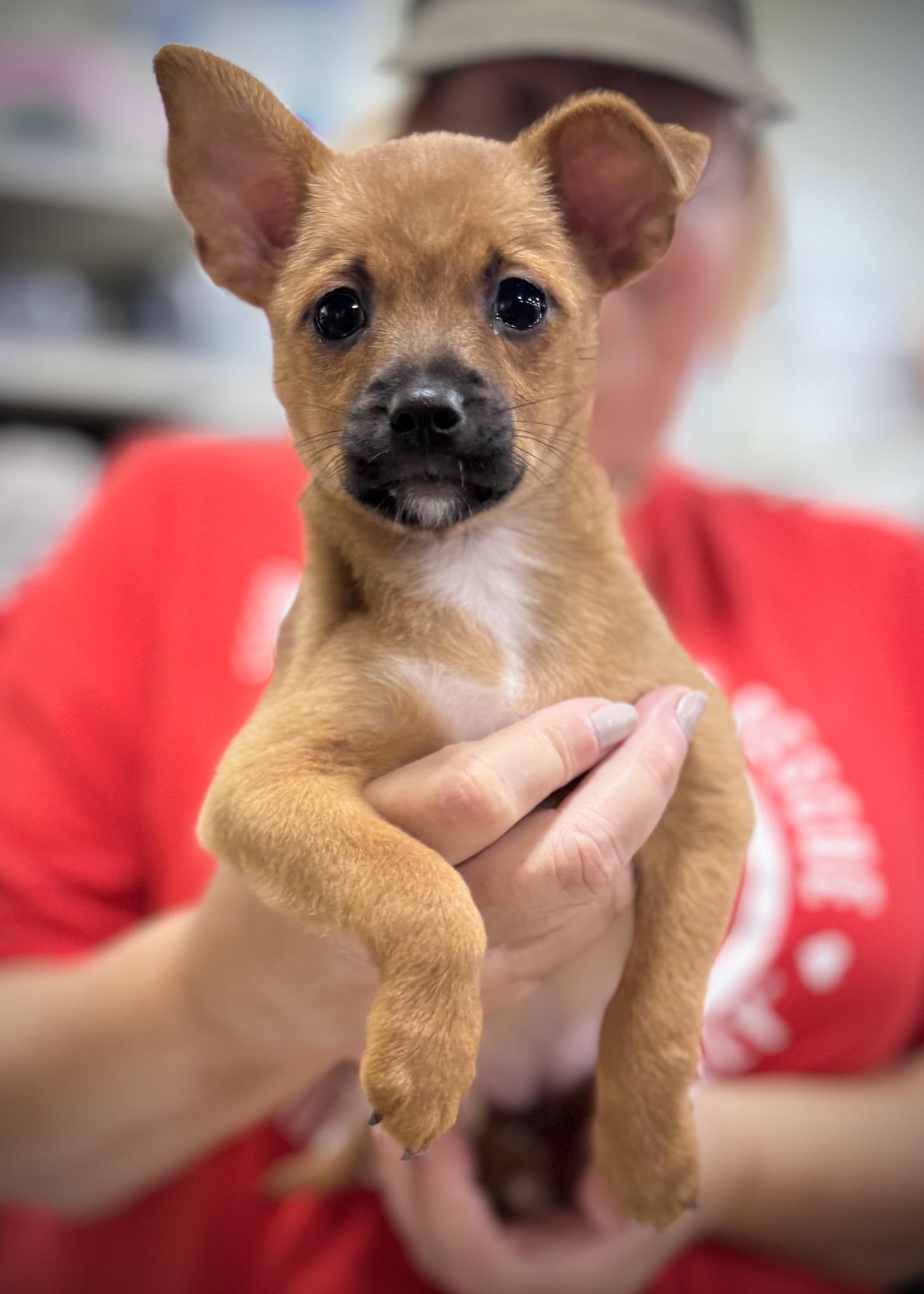 Enlarge Joan, a Adoptable mixed breed in Palatine, IL image 3/5