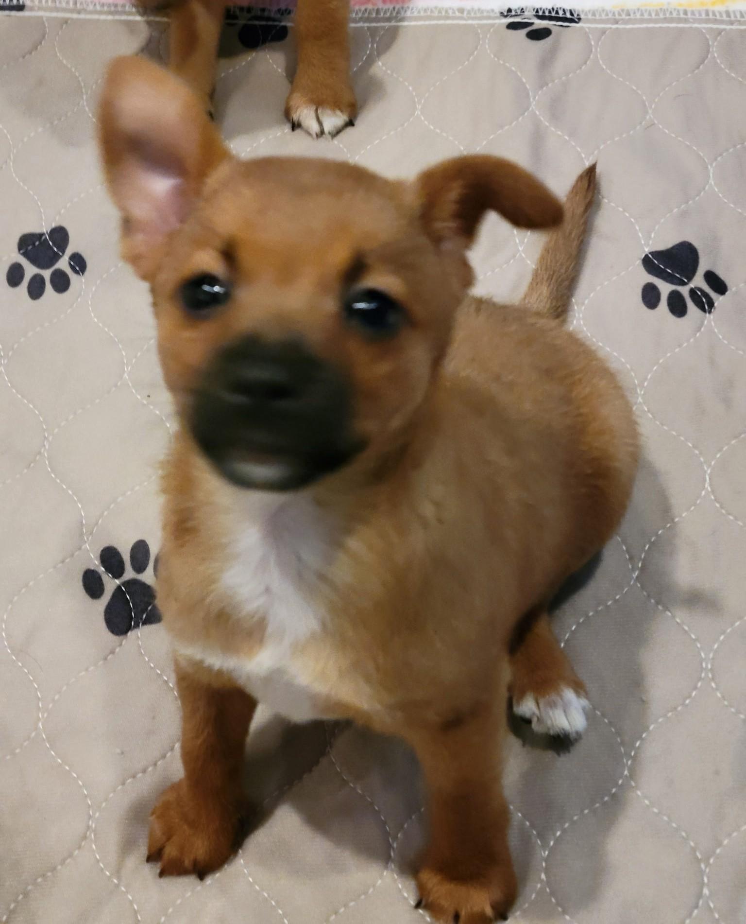 Enlarge Joan, a Adoptable mixed breed in Palatine, IL image 5/5