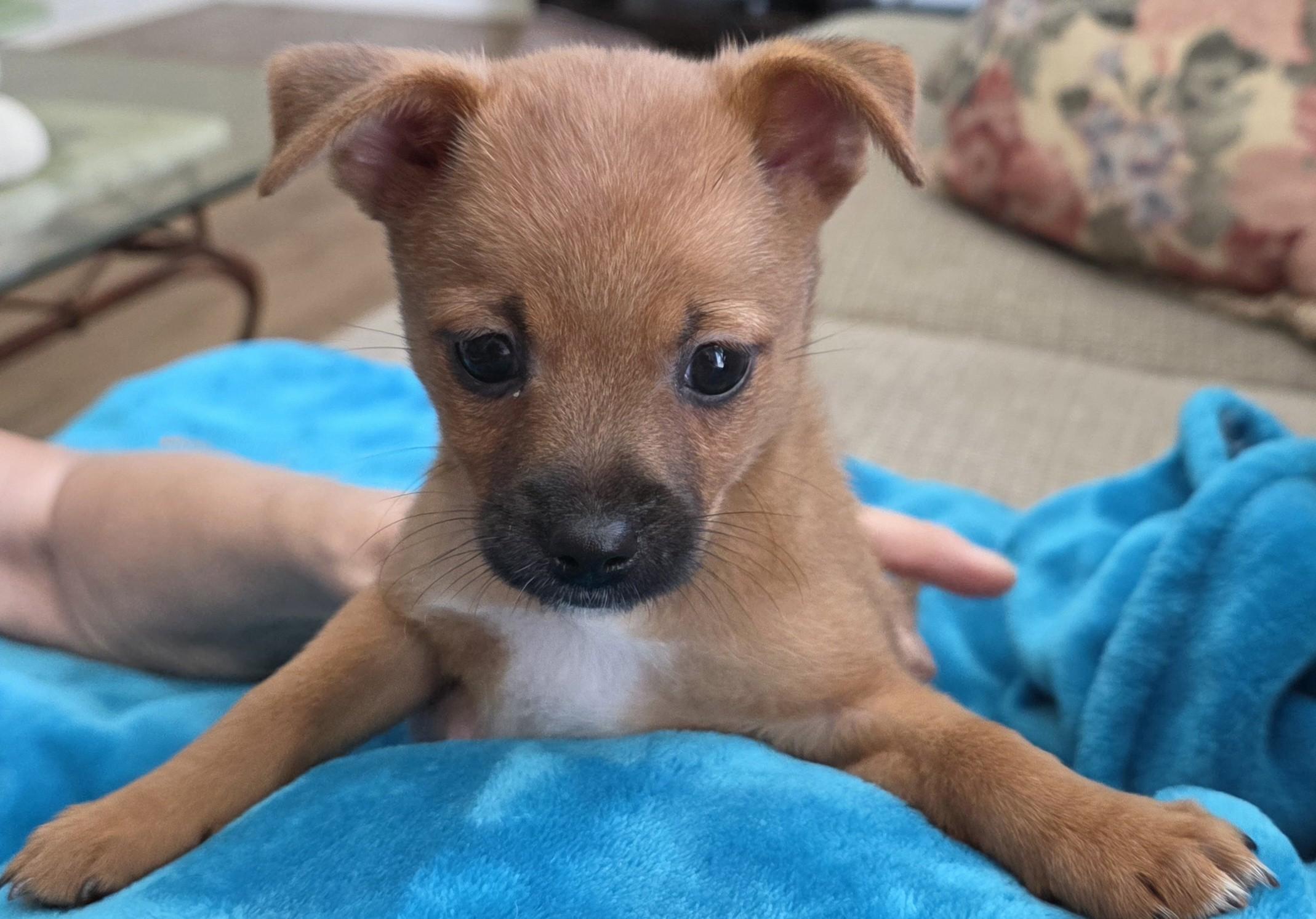 Enlarge Joan, a Adoptable mixed breed in Palatine, IL image 4/5