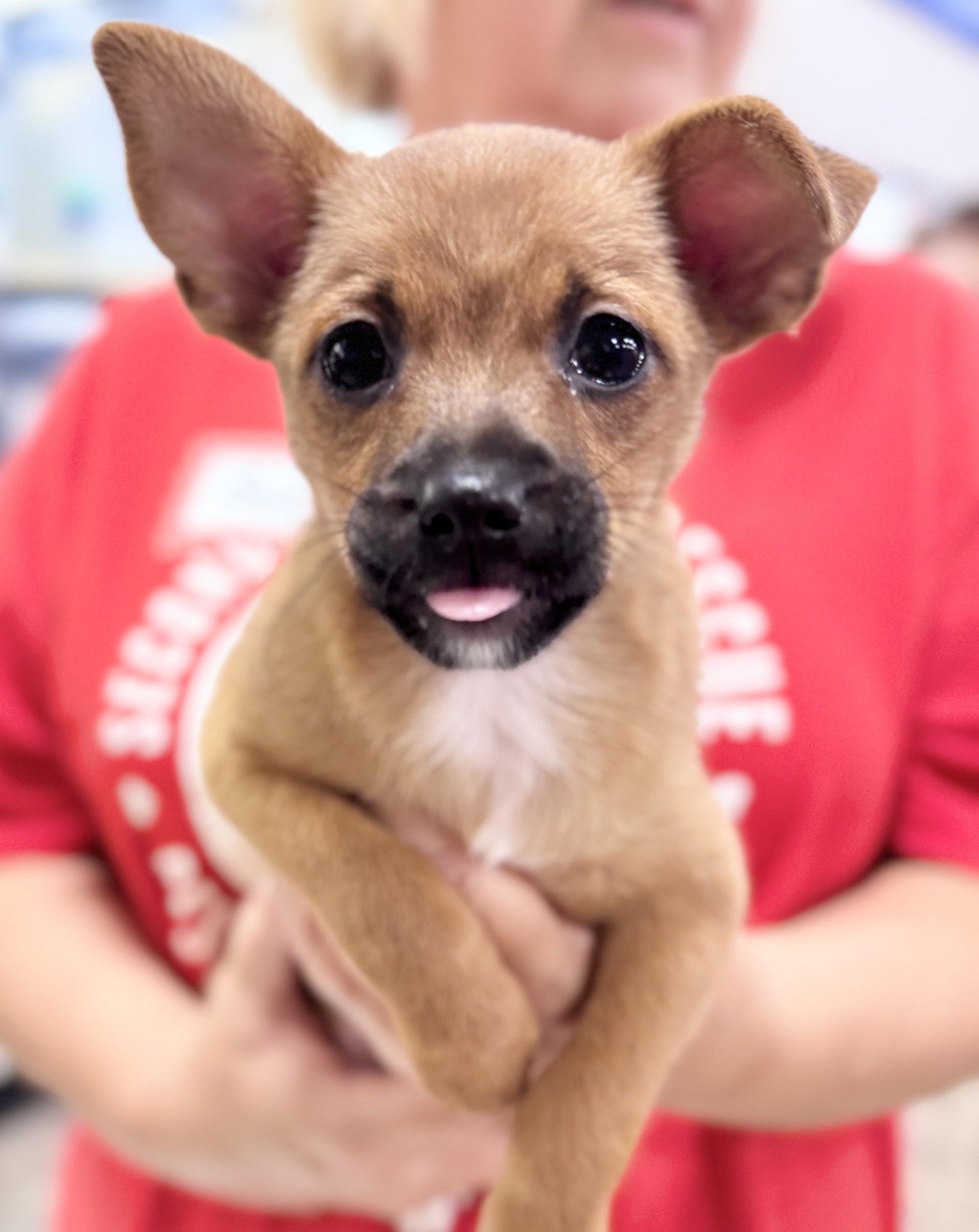 Enlarge Joan, a Adoptable mixed breed in Palatine, IL image 2/5