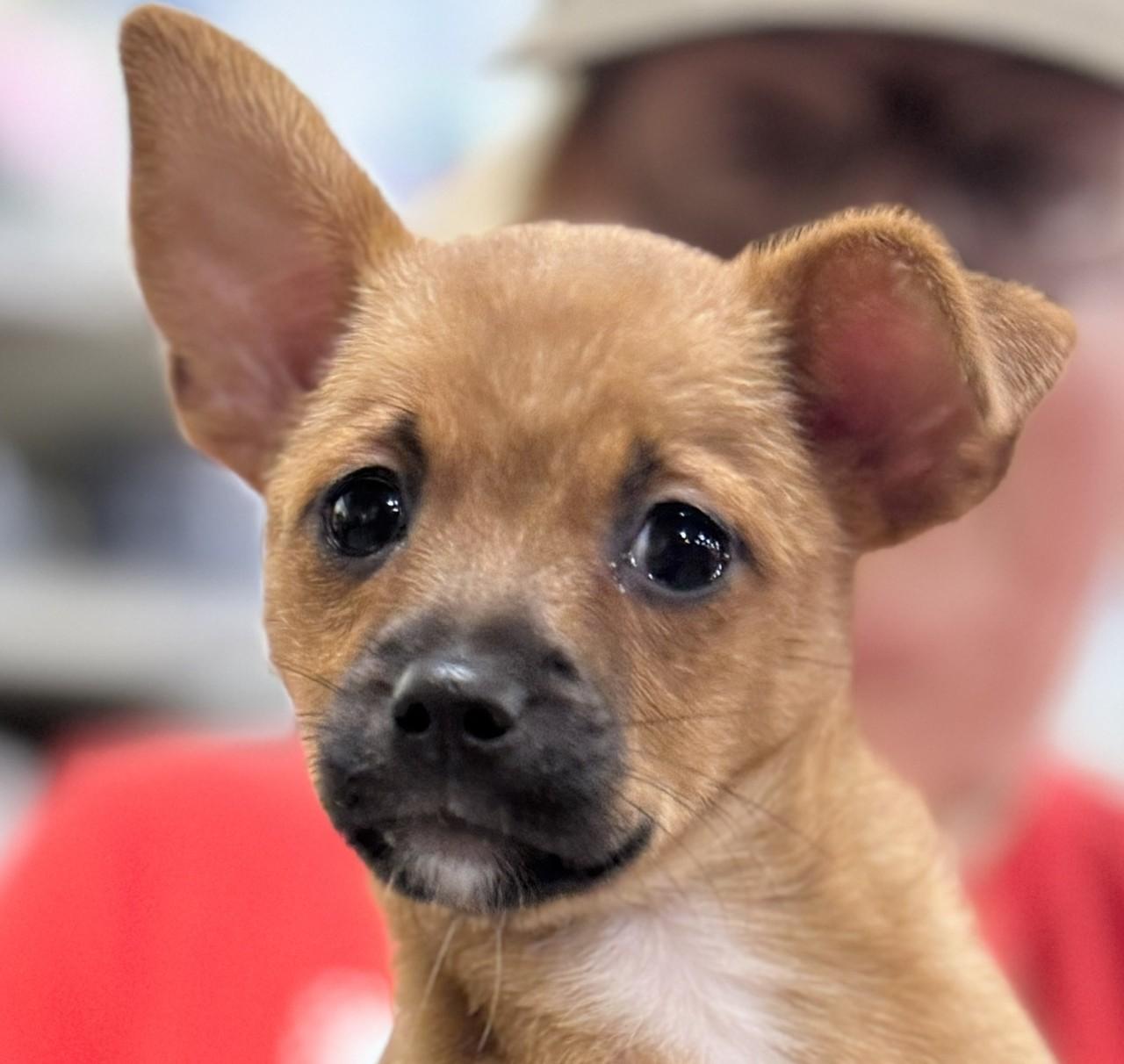 Joan, Adoptable, Puppy Female Chihuahua & Mixed Breed.
