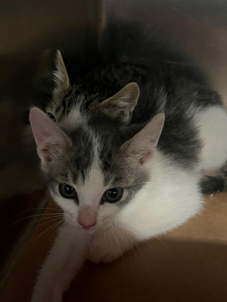 Eowyn, Adoptable, Kitten Female Domestic Short Hair.
