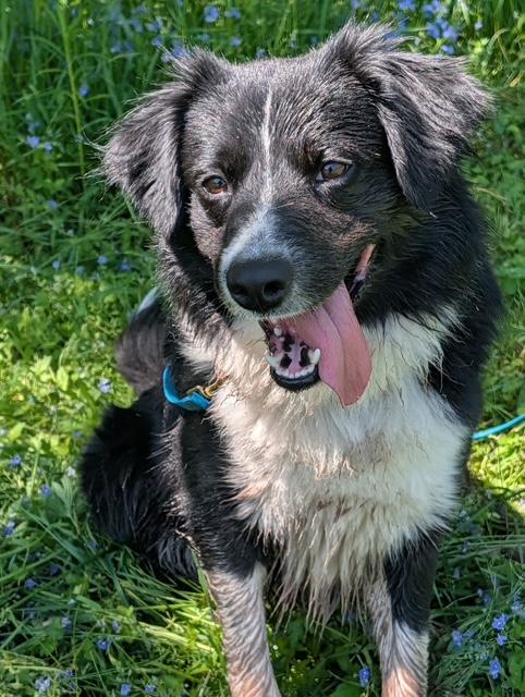 Simon, a ADOPTABLE Border Collie in Honesdale, PA image 1/2