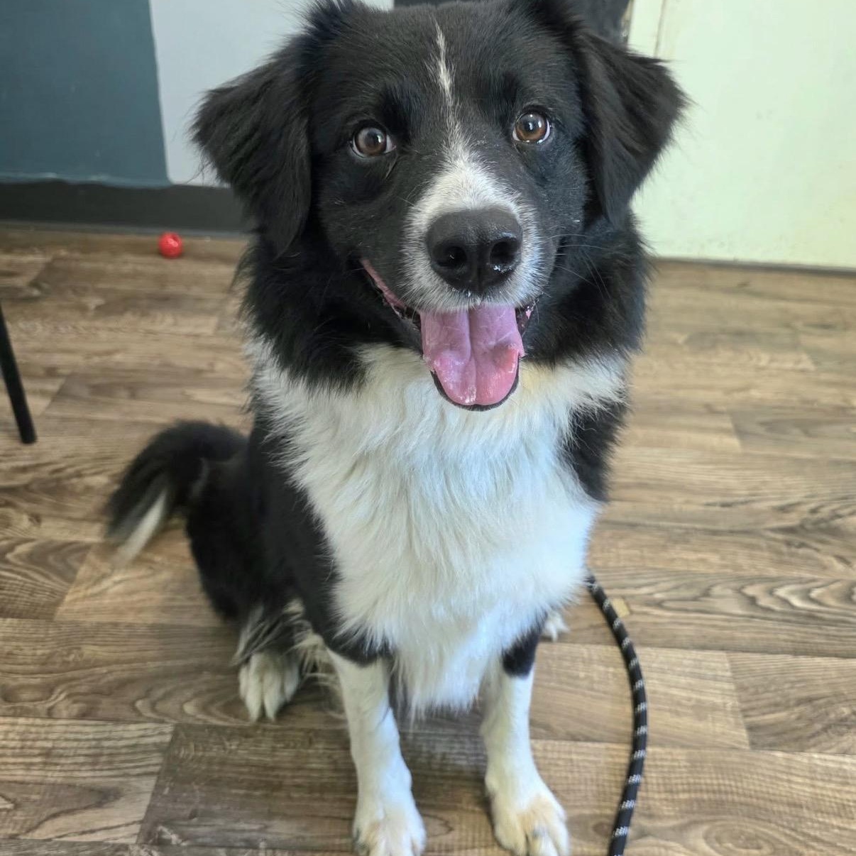 Simon, a ADOPTABLE Border Collie in Honesdale, PA image 2/2