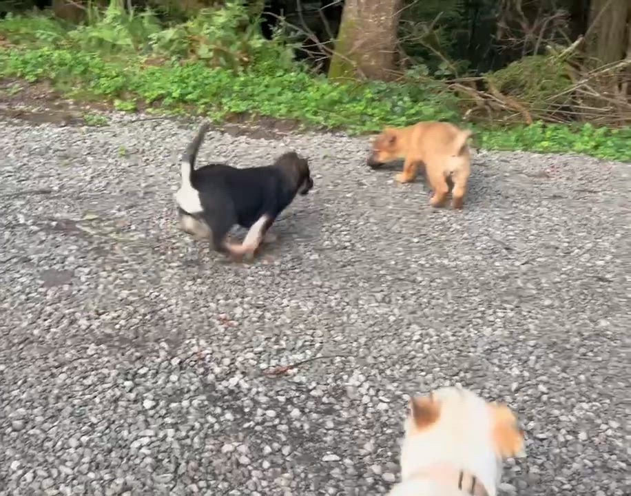 Enlarge FooFoo girl puppies, a ADOPTABLE mixed breed in Hoopa, CA video 1/1