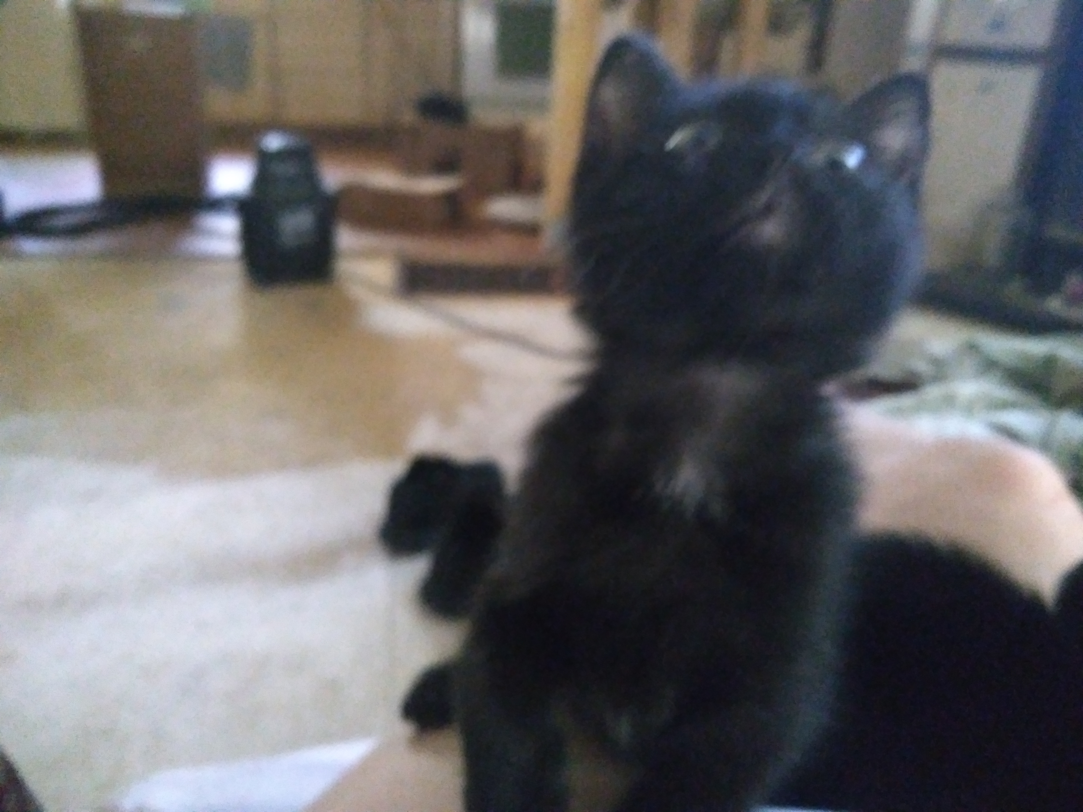 Enlarge Rascle, a Adoptable American Shorthair in Inverness, FL image 1/1