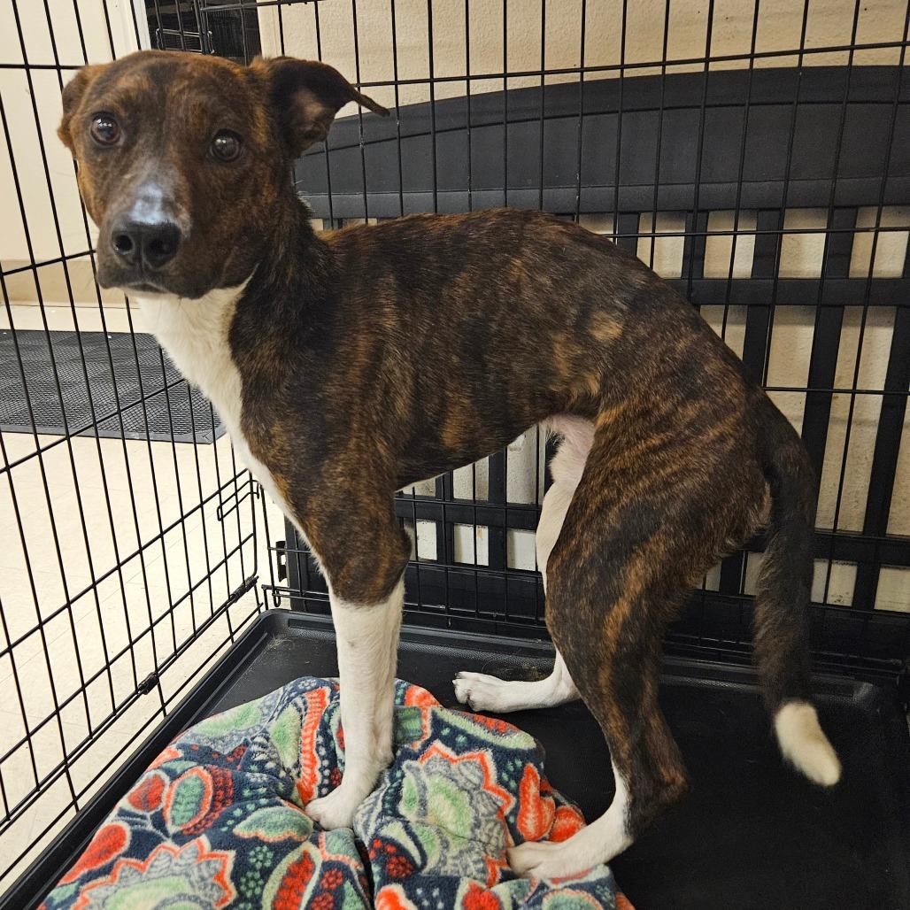Max, Adoptable, Adult Male Mixed Breed.