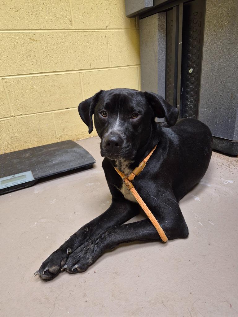 Enlarge Jessie, a Adopted mixed breed in Crossville, TN image 1/1