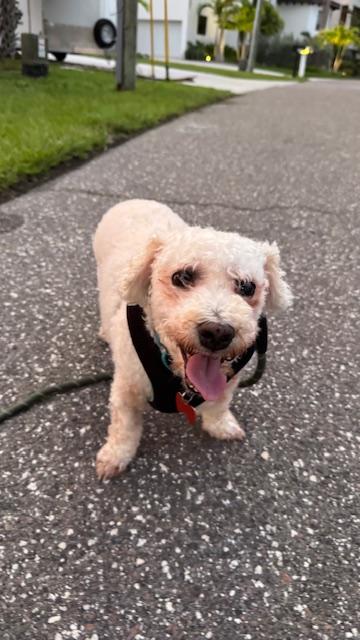 Enlarge Henry / Holiday, a Adoptable mixed breed in Redington Beach, FL image 5/6