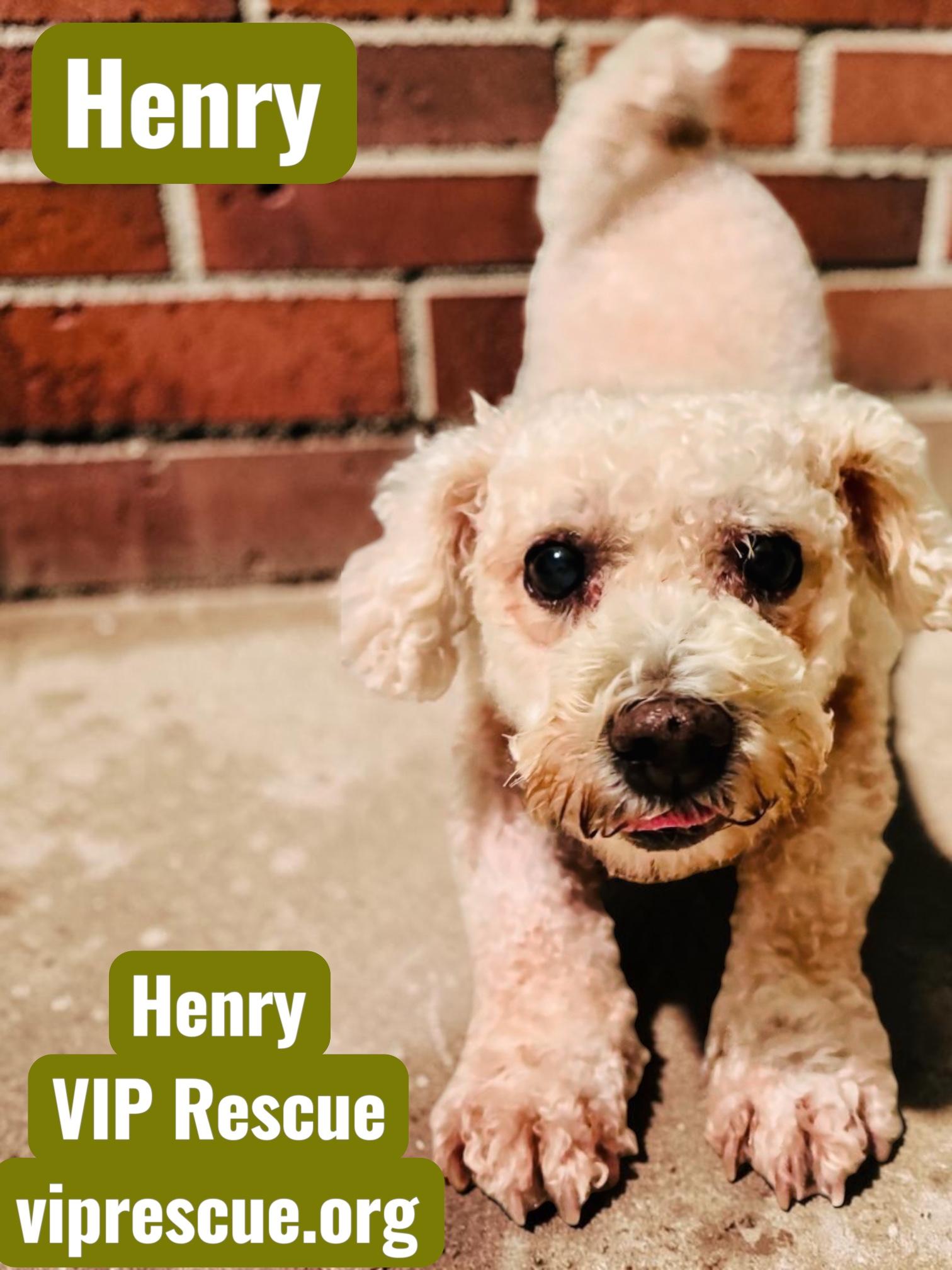 Henry / Holiday, Adoptable, Adult Male Bichon Frise & Poodle.