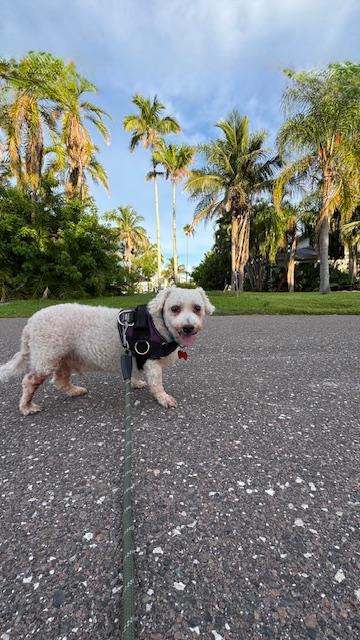 Enlarge Henry / Holiday, a Adoptable mixed breed in Redington Beach, FL image 4/6