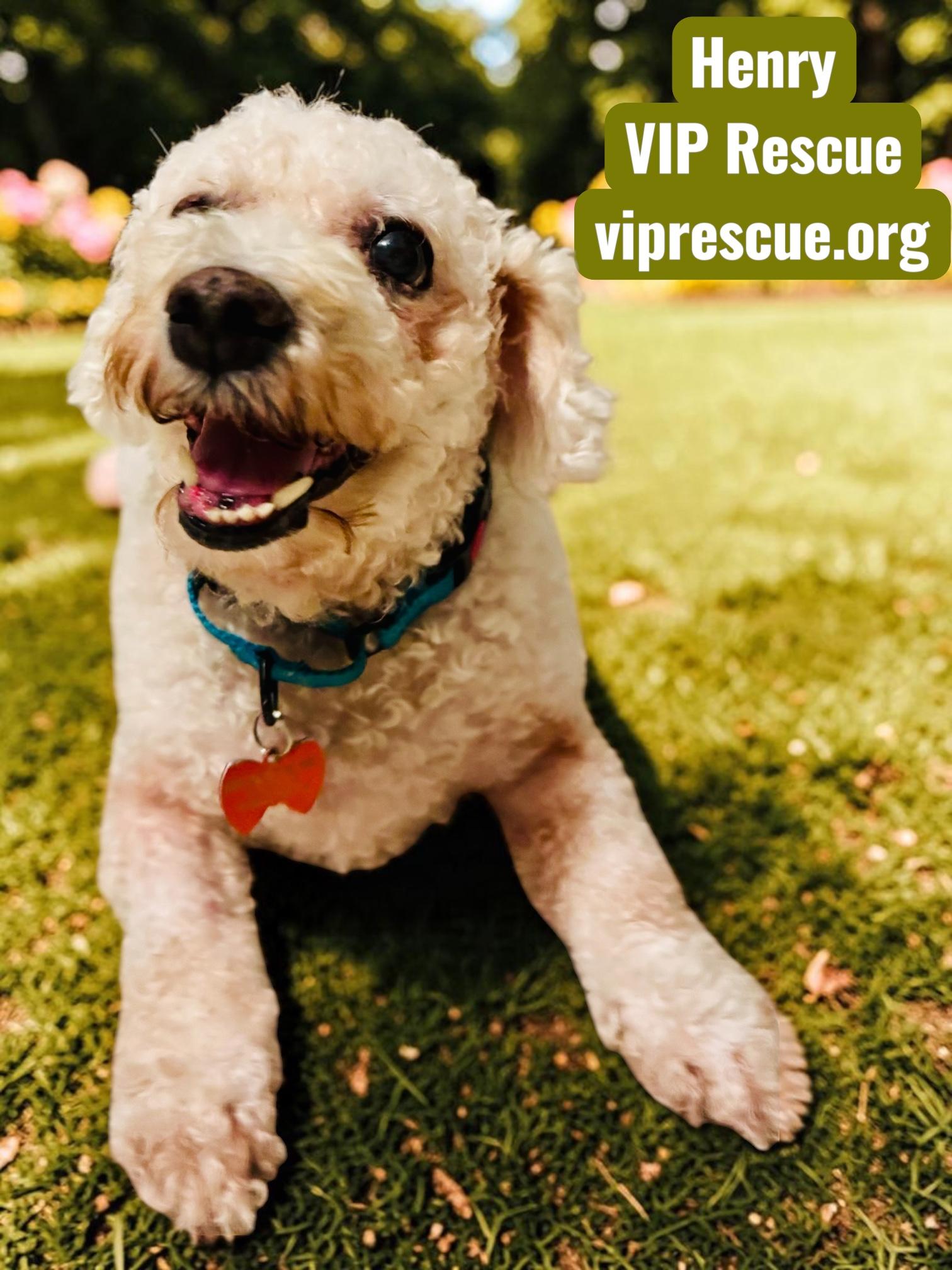 Enlarge Henry / Holiday, a Adoptable mixed breed in Redington Beach, FL image 3/6