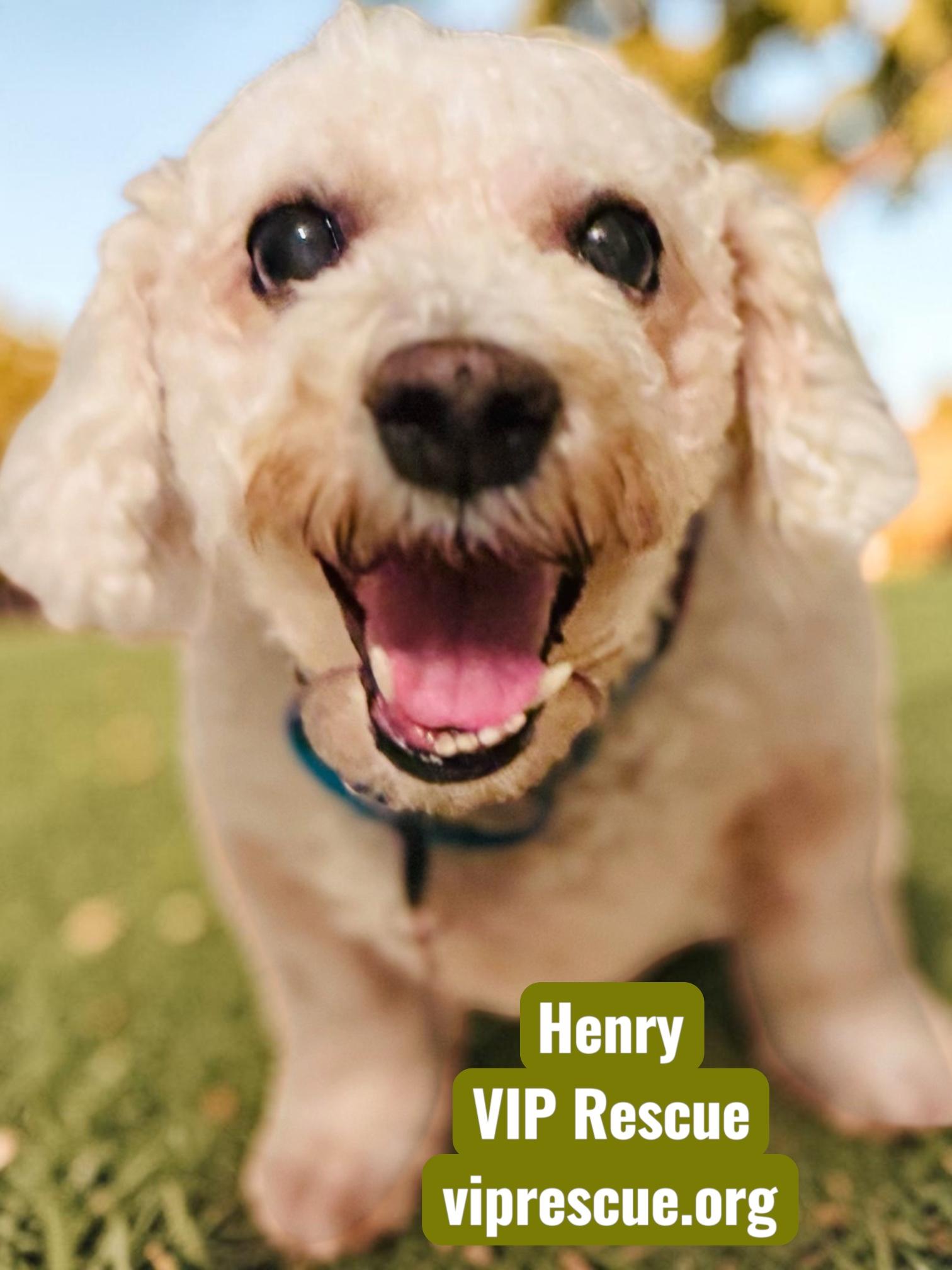 Enlarge Henry / Holiday, a Adoptable mixed breed in Redington Beach, FL image 2/6