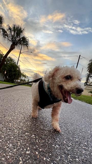 Enlarge Henry / Holiday, a Adoptable mixed breed in Redington Beach, FL image 6/6