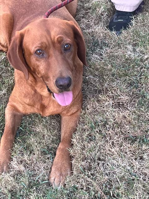 Enlarge Redfern, a Adoptable mixed breed in Chelmsford, MA image 2/5