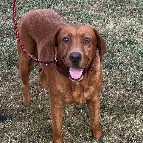 Enlarge Redfern, a Adoptable mixed breed in Chelmsford, MA image 3/5