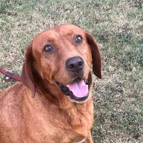 Redfern, Adoptable, Adult Female Retriever.