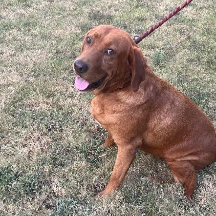 Enlarge Redfern, a Adoptable mixed breed in Chelmsford, MA image 5/5