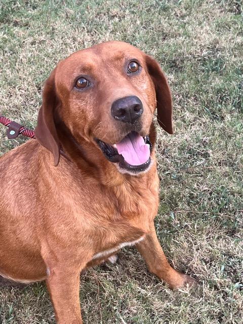 Enlarge Redfern, a Adoptable mixed breed in Chelmsford, MA image 4/5