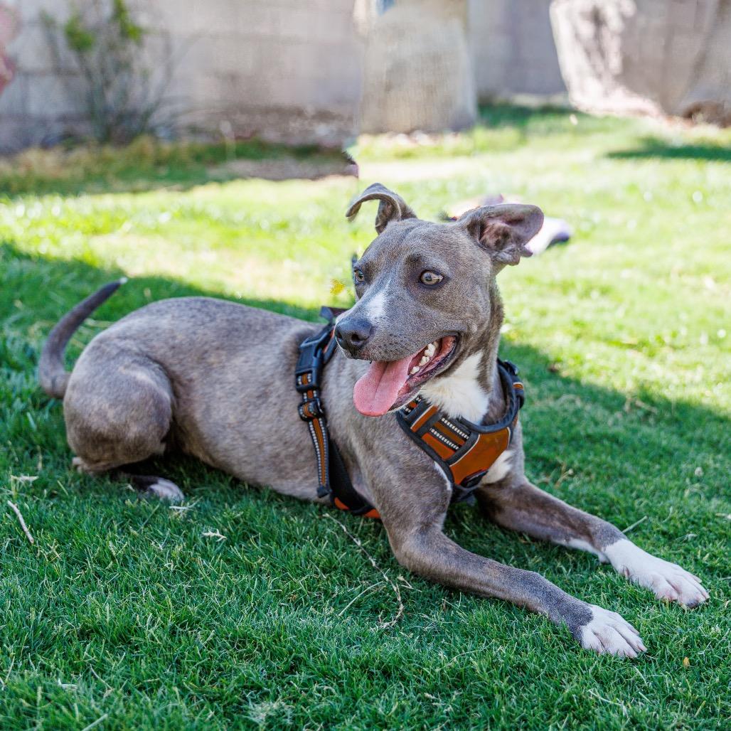 Enlarge Hazel, a Adoptable mixed breed in Las Vegas, NV image 1/6