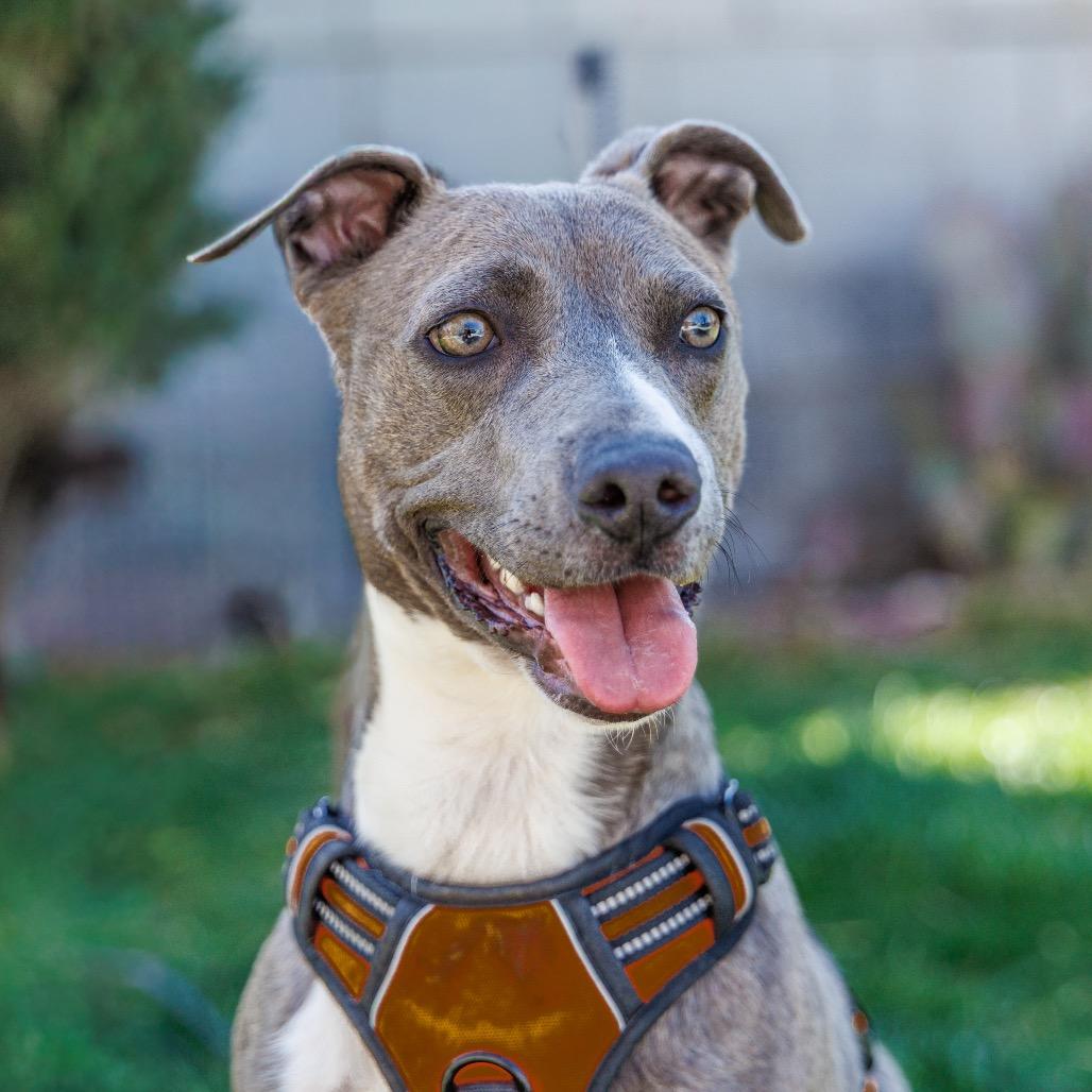 Enlarge Hazel, a Adoptable mixed breed in Las Vegas, NV image 2/6