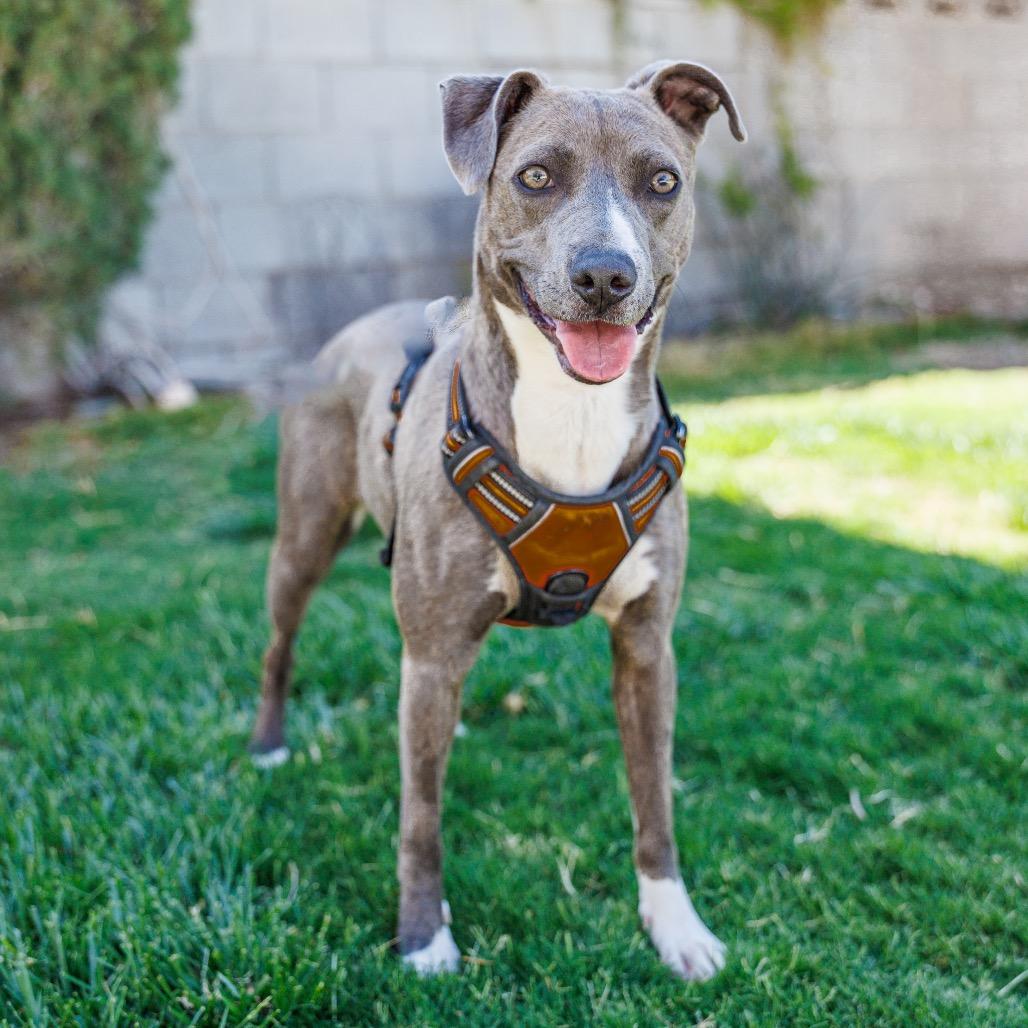 Enlarge Hazel, a Adoptable mixed breed in Las Vegas, NV image 3/6