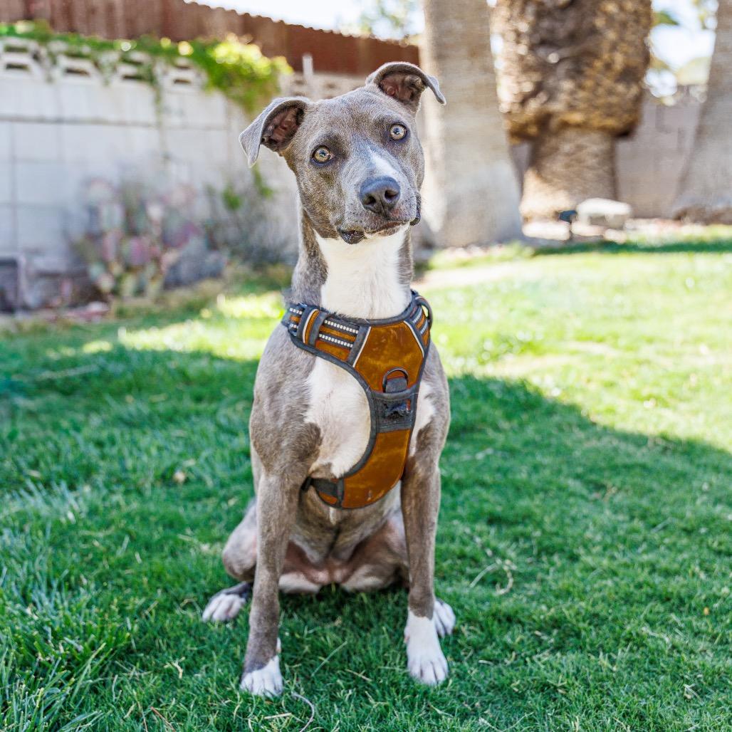 Enlarge Hazel, a Adoptable mixed breed in Las Vegas, NV image 4/6