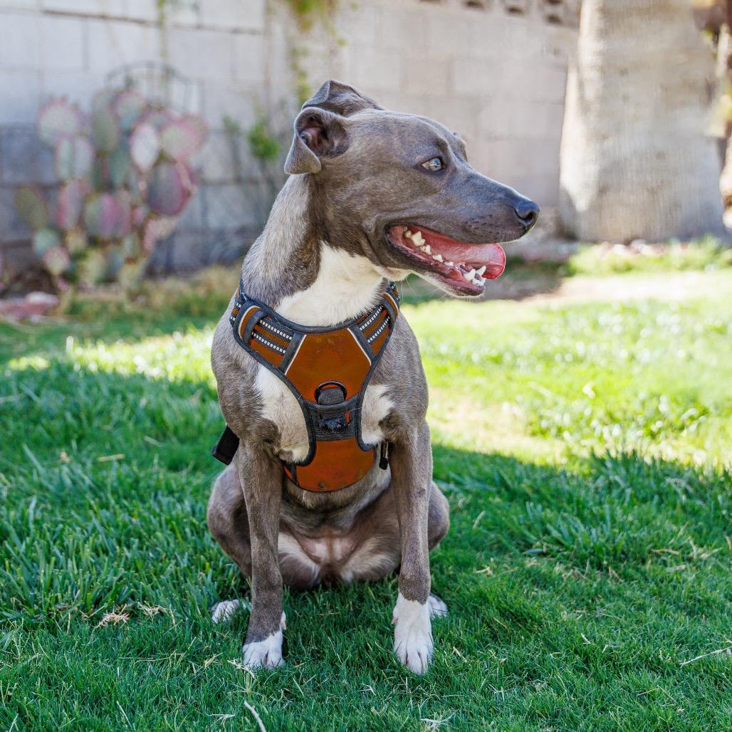 Enlarge Hazel, a Adoptable mixed breed in Las Vegas, NV image 5/6